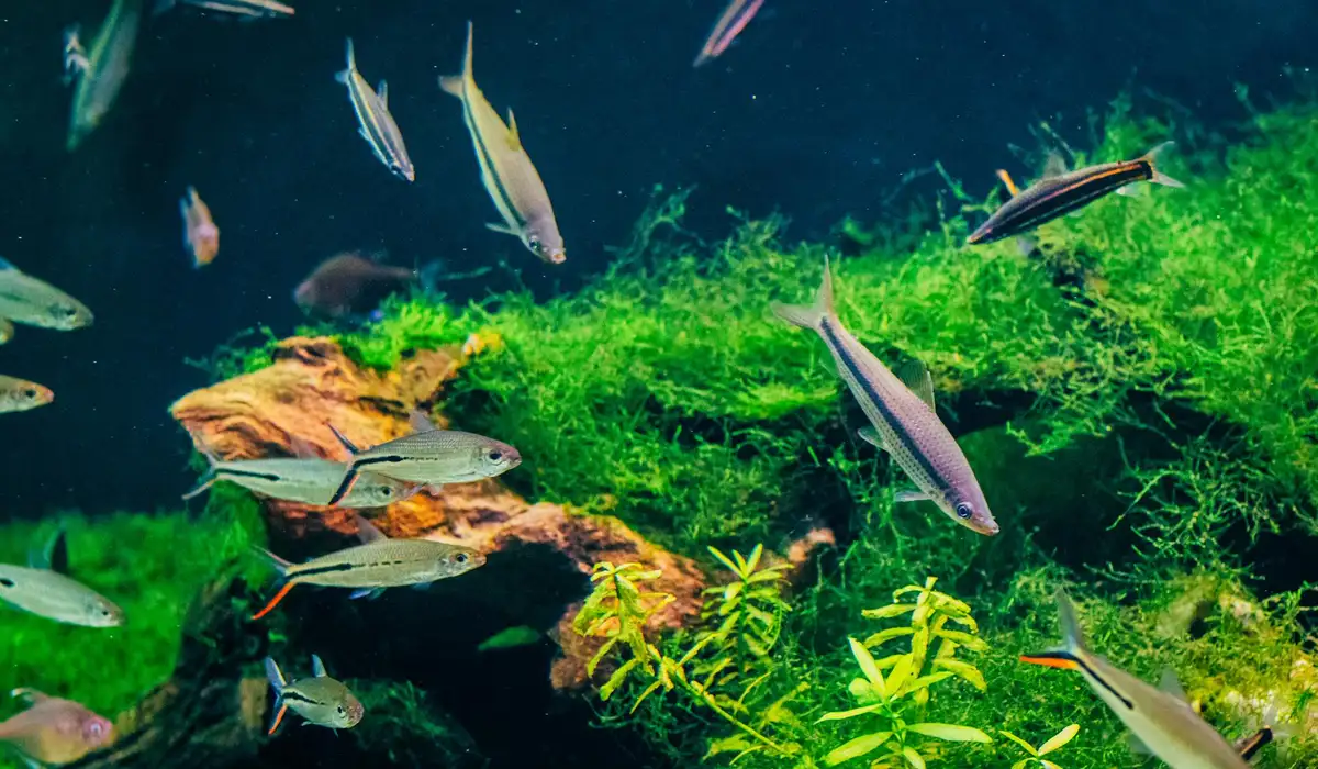 A densely planted freshwater aquarium with bright green plants and a school of small, silvery fish swimming among rocks and mossy decor.
