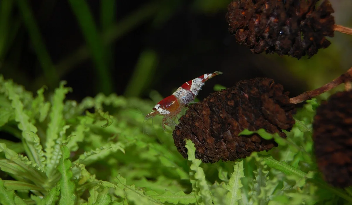 Small red-and-white freshwater shrimp amid green aquatic plants in a planted tank.