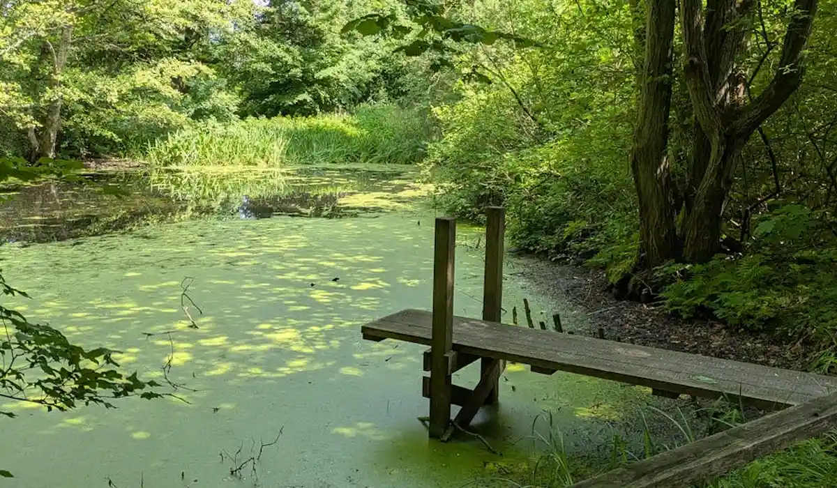 A pond with a wooden dock, its surface covered with green algae and reflections of surrounding trees.