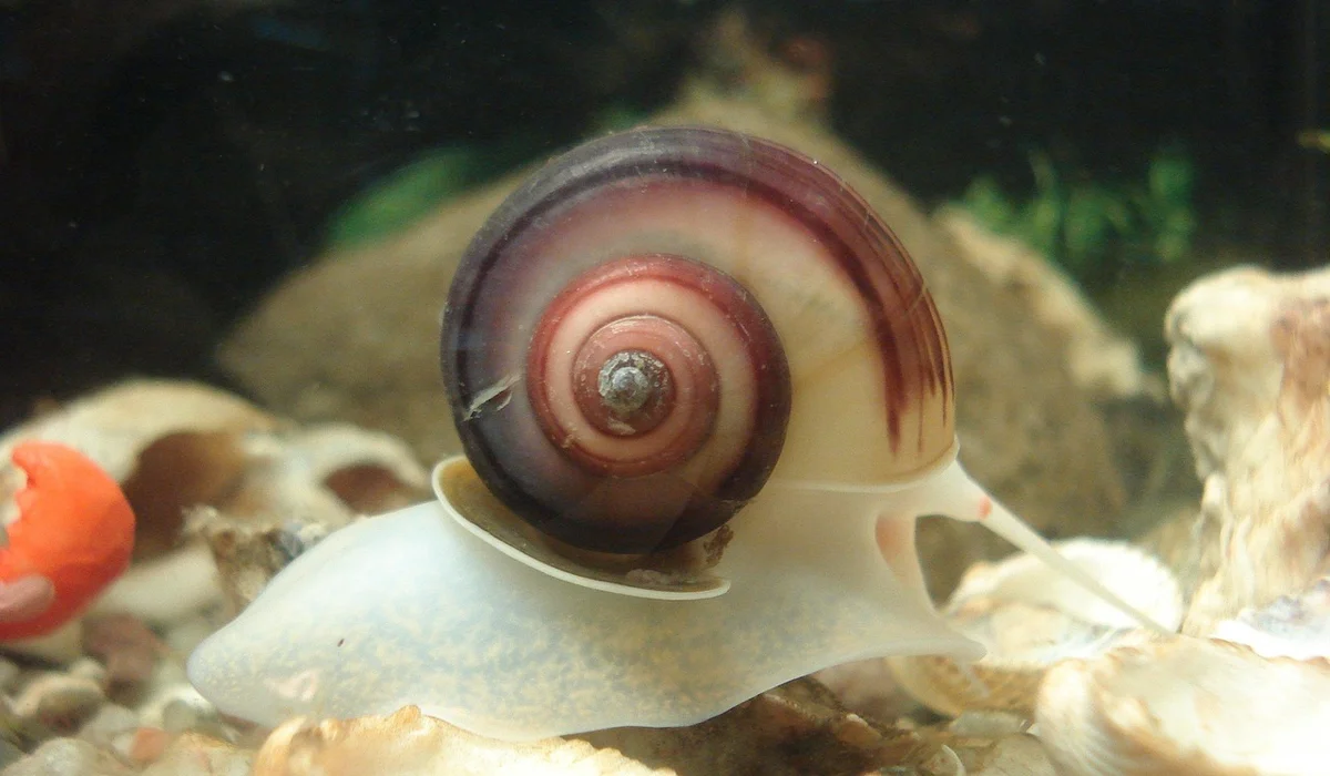 Close-up of a striped freshwater snail on light gravel inside a home aquarium.