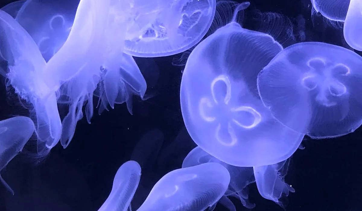 Blue jellyfish swimming in dark water