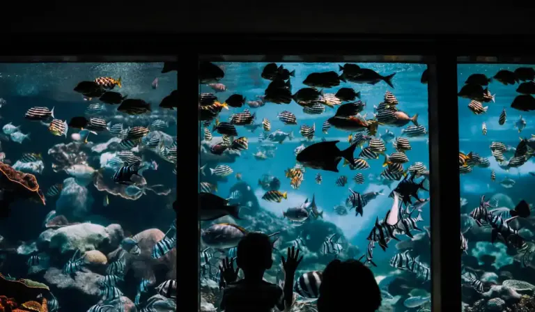 View into a large public aquarium tank filled with a variety of striped tropical fish, seen through a viewing window from silhouettes of visitors.