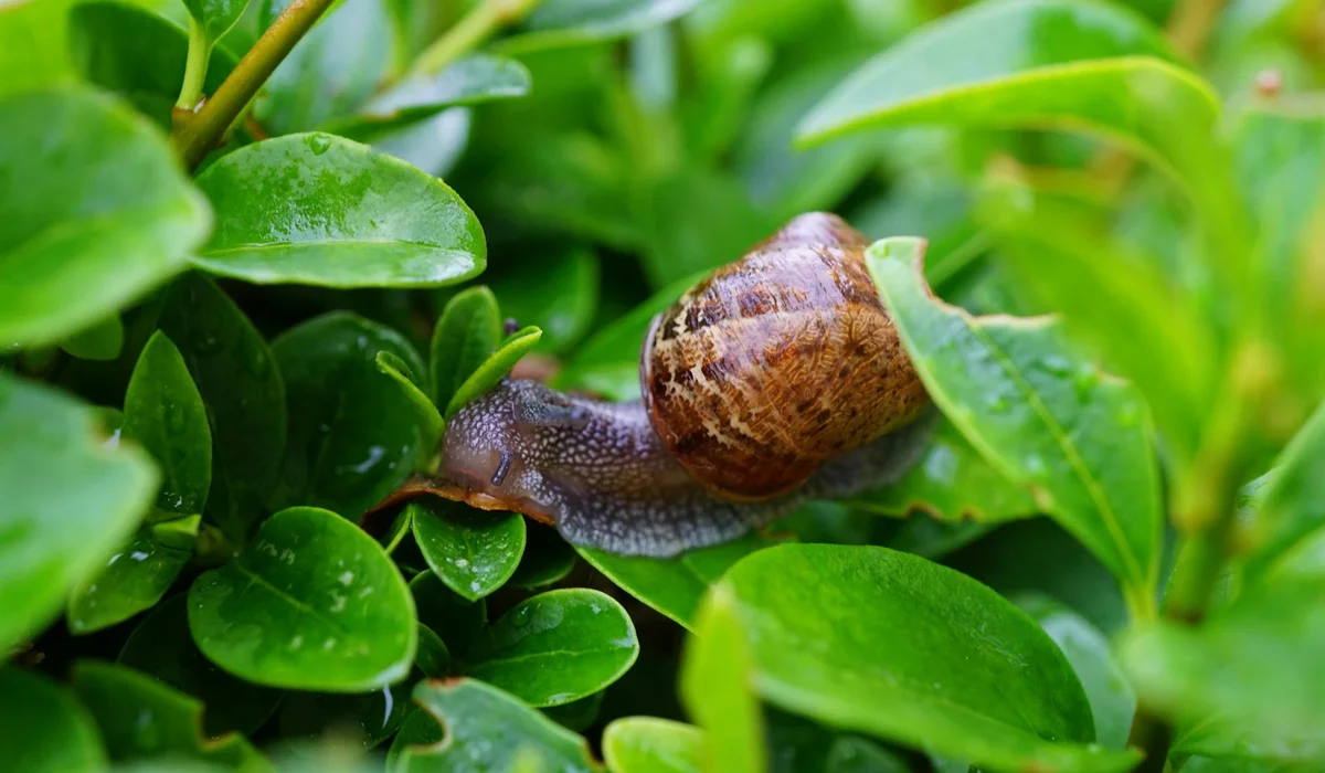 A brown ramshorn-like aquatic snail on bright green aquarium plants, with its coiled shell visible