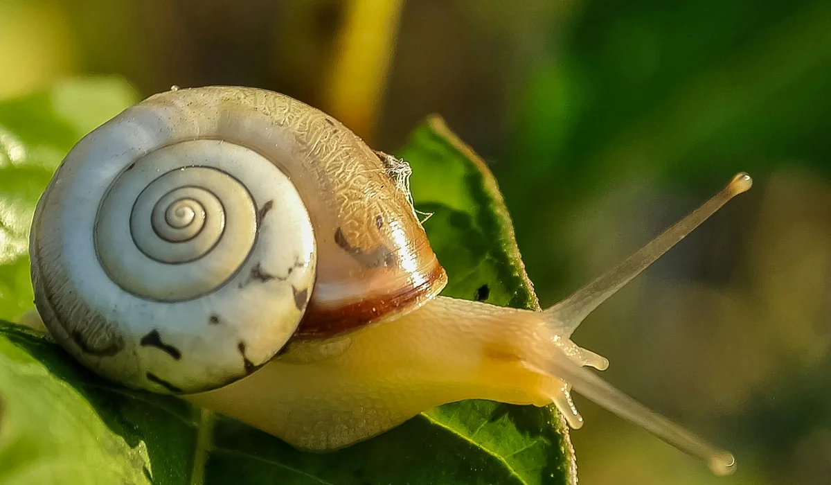 Close-up of a ramshorn snail on a green leaf, showing a flat, coiled shell and a pale body in a freshwater setup.