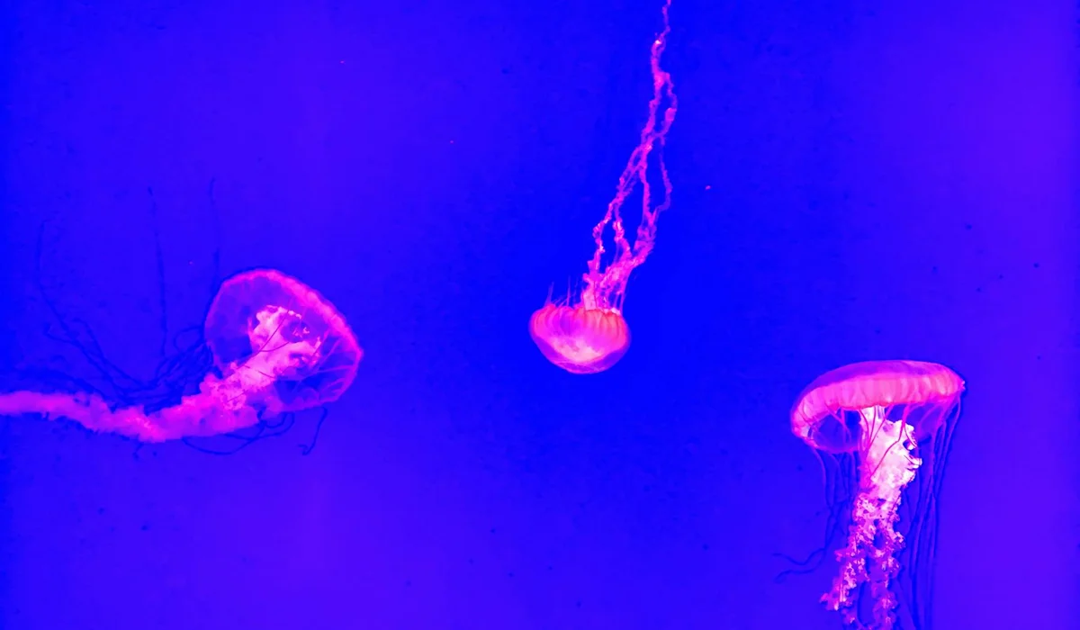 Blue-lit aquarium with three jellyfish, illustrating energy use in different tank sizes