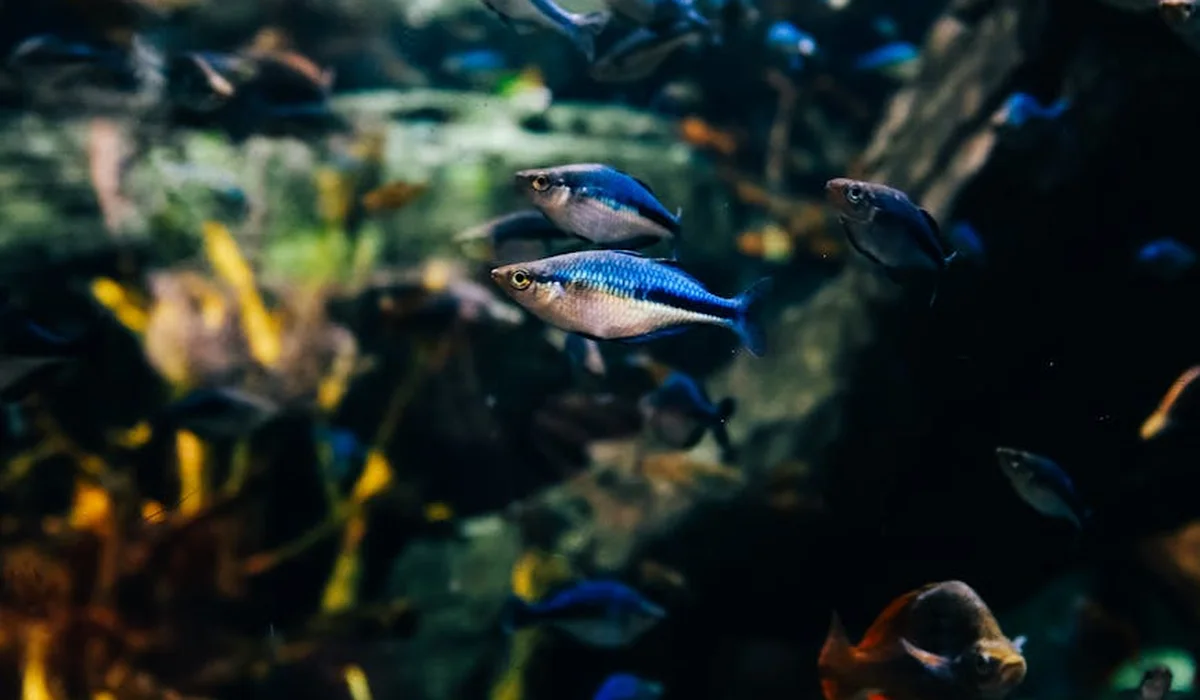 Blue and silver small fish swim in a planted aquarium, highlighting the post-cleaning and reassembly phase.