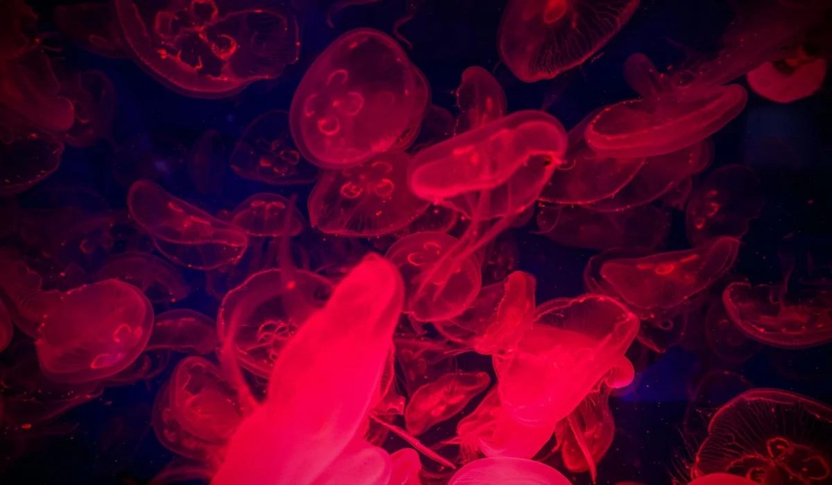 Red jellyfish-like organisms illuminated in a blue-lit aquarium.