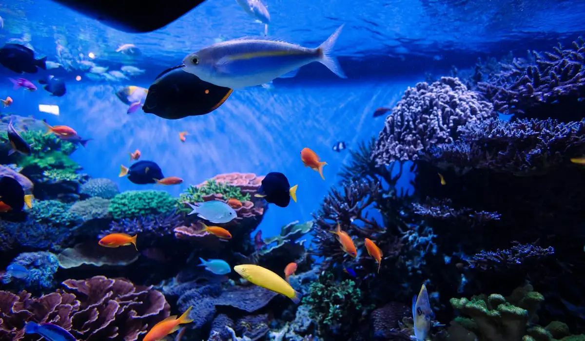 Colorful tropical reef aquarium with assorted fish and corals