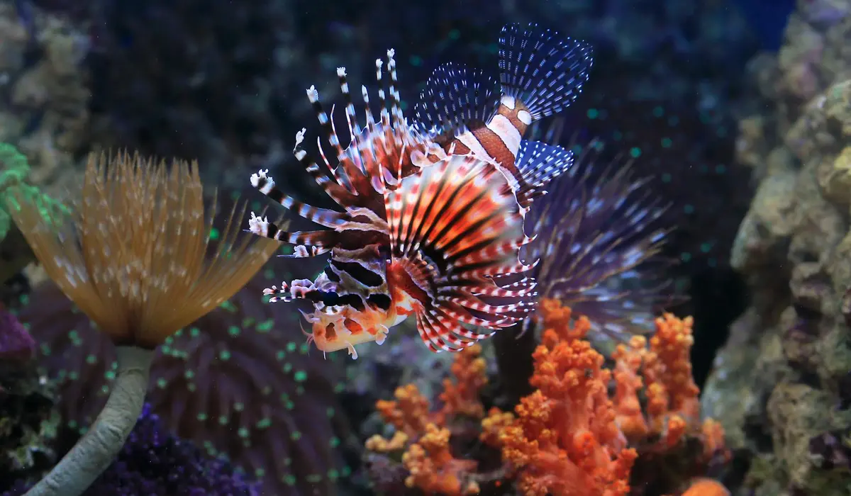 Lionfish swimming among vibrant corals in a saltwater reef tank.