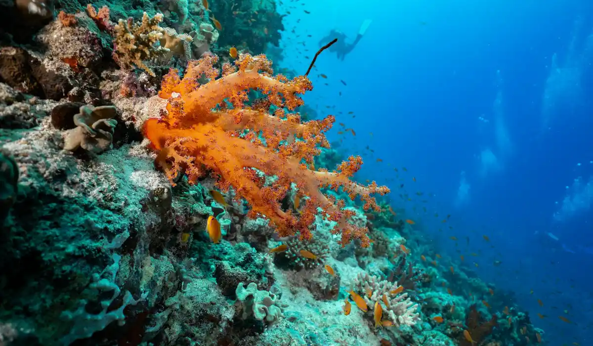 Underwater reef scene with bright orange soft coral and other corals on a rocky structure, with blue open water and small fish.