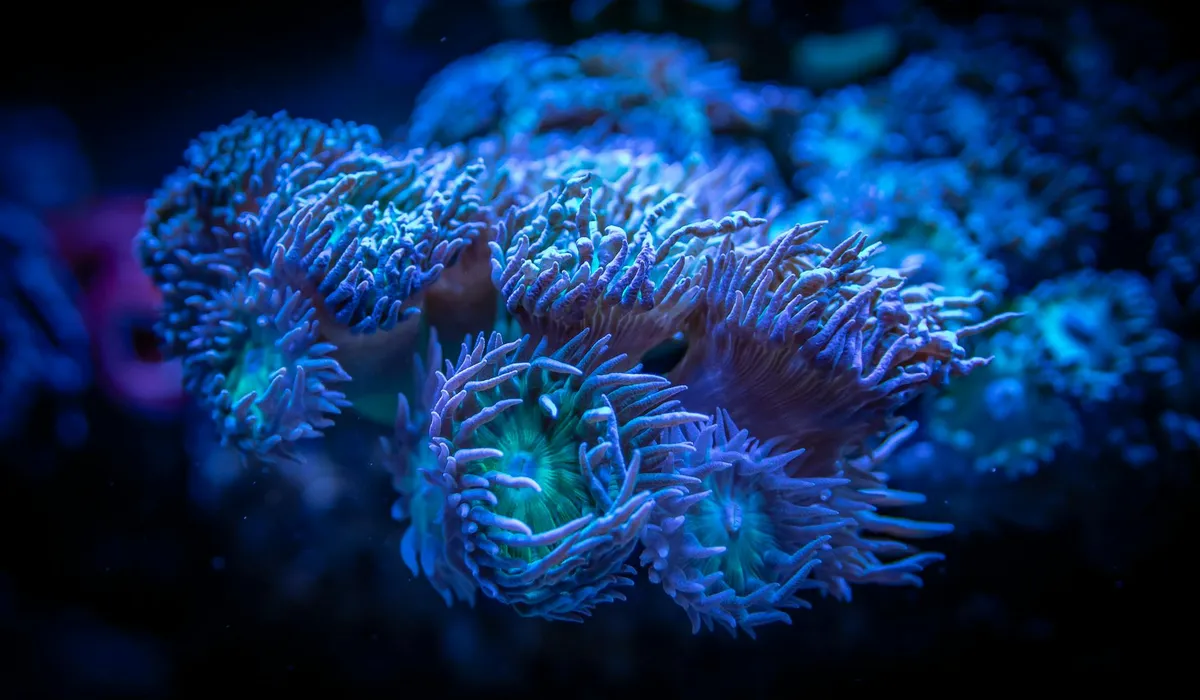 Close-up of vibrant corals in a reef aquarium under blue lighting