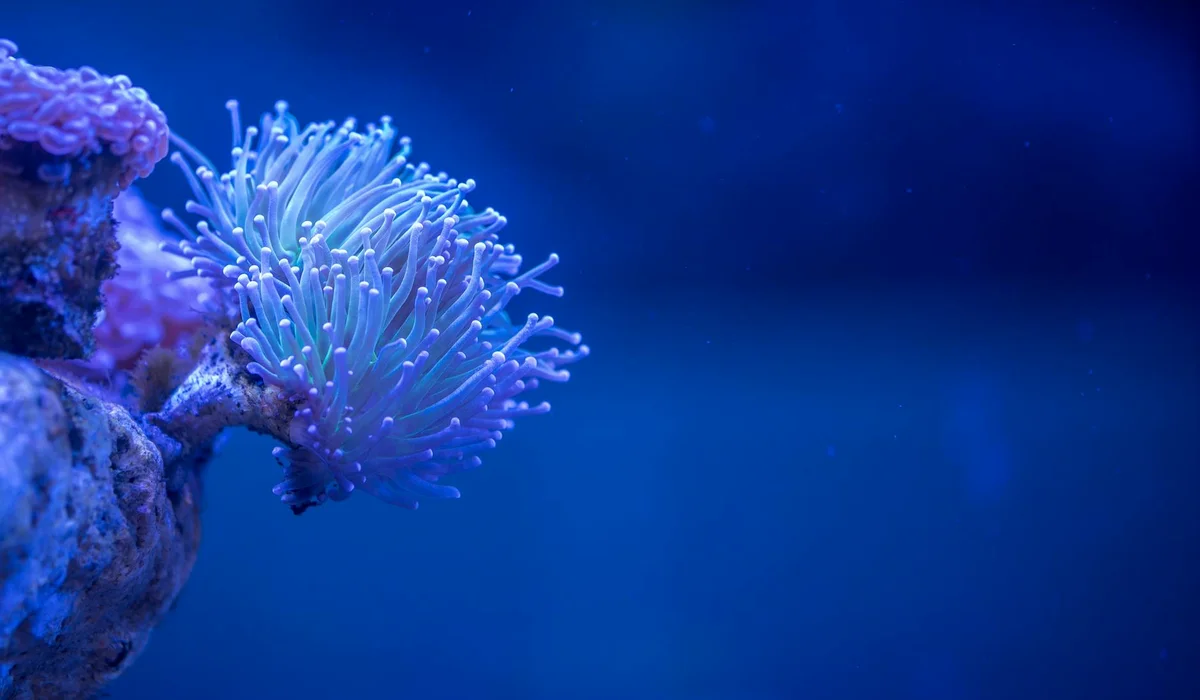 Blue aquarium scene with coral and anemone against deep blue water.