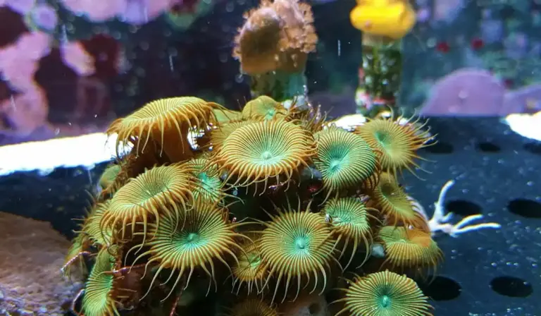 Close-up of a cluster of green and yellow zoanthid corals with long tentacles inside a saltwater aquarium, resting on a black egg-crate rack.