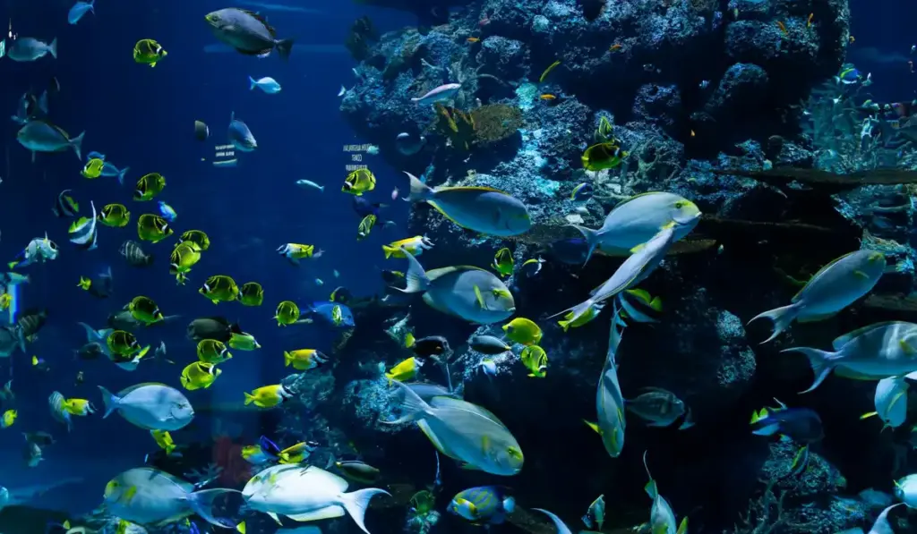 Reef Tank Setup Demystified: Your Blueprint for a Thriving Marine Ecosystem