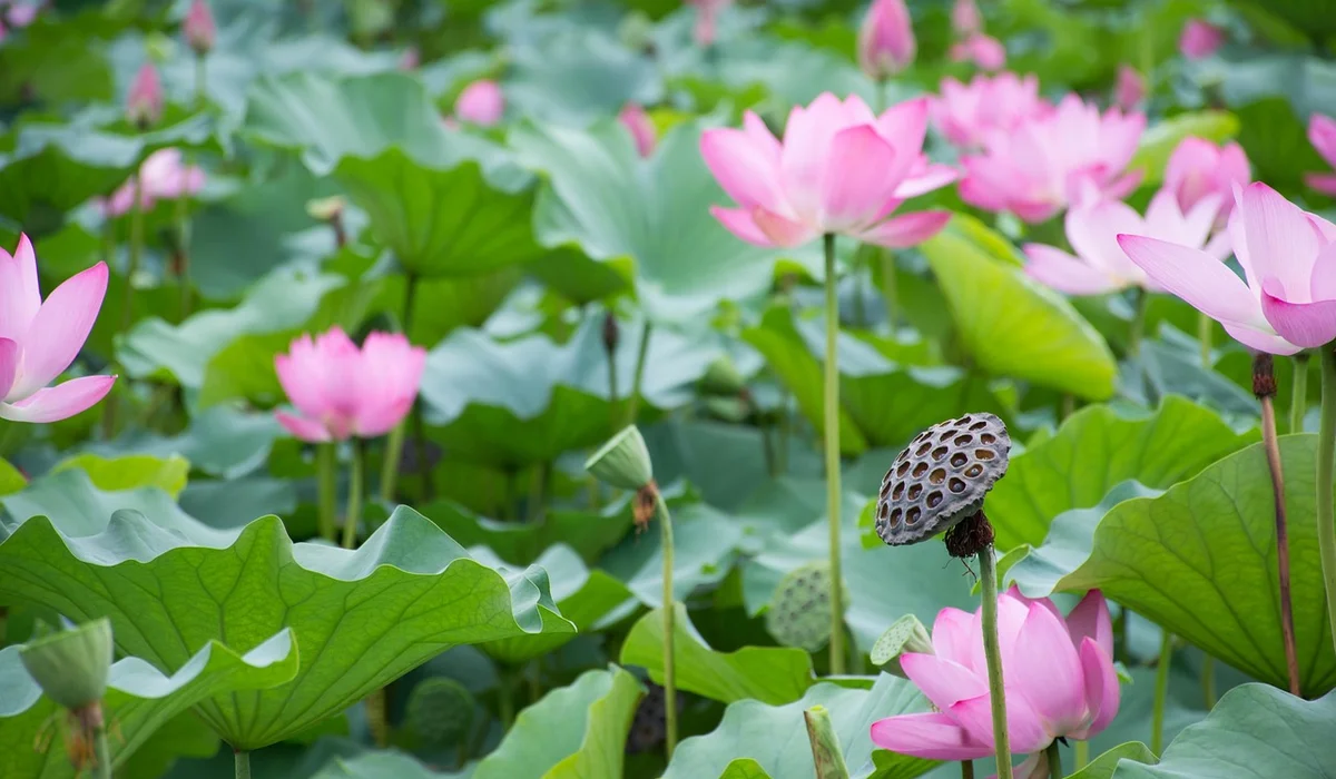 Pink lotus flowers with broad green leaves in a pond