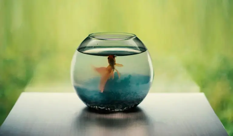 A round glass fishbowl on a wooden surface with a small fish inside and a blurred green background.