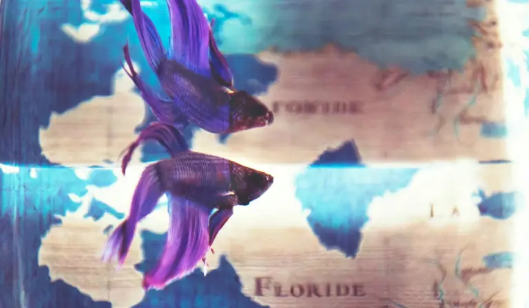 Two purple betta fish inside a clear transport bag of water, with a map of Florida in the background.