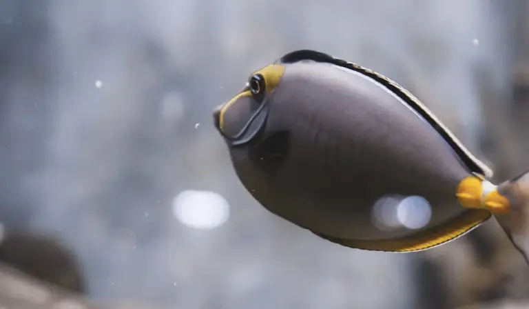 Close-up of a small tropical saltwater fish with a gray body and yellow fins swimming in an aquarium.