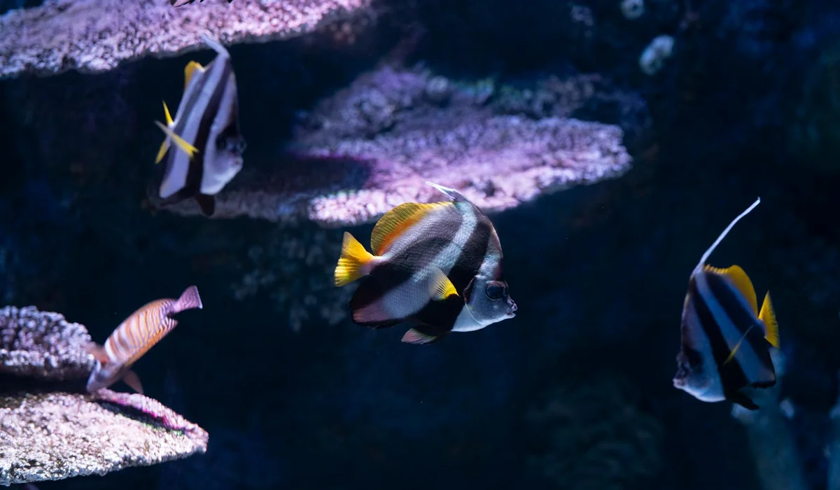 Colorful tropical saltwater fish swimming in a reef-like aquarium