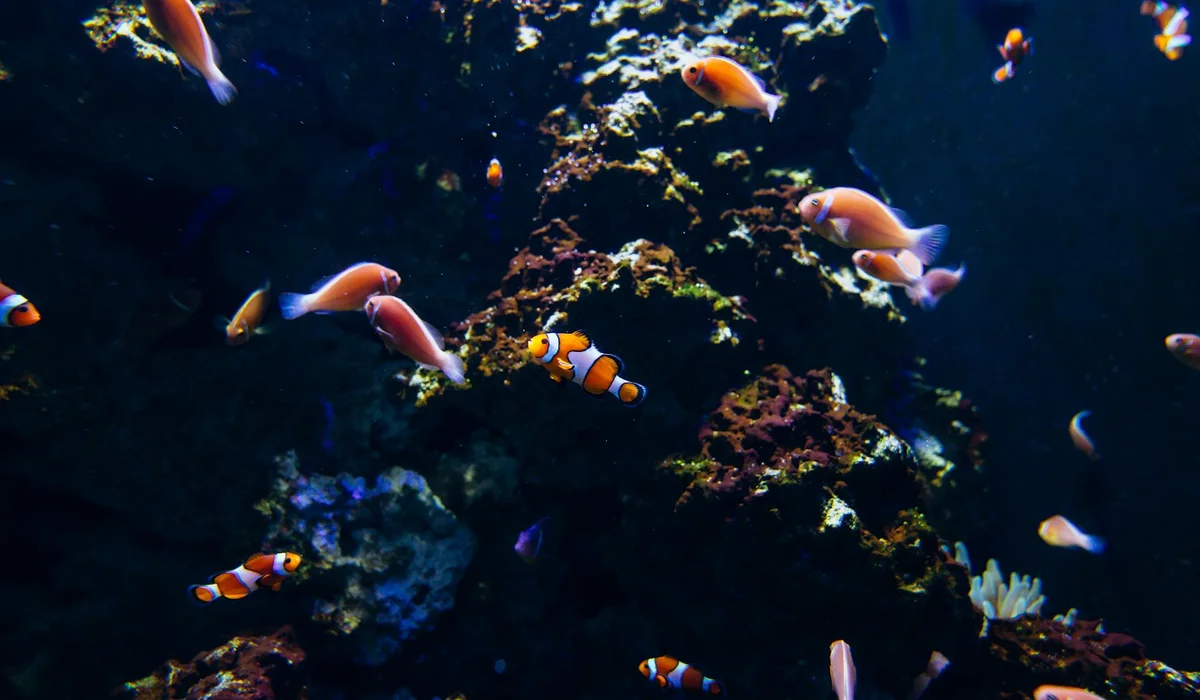 Clownfish and other small reef fish swim around colorful coral in a saltwater aquarium.