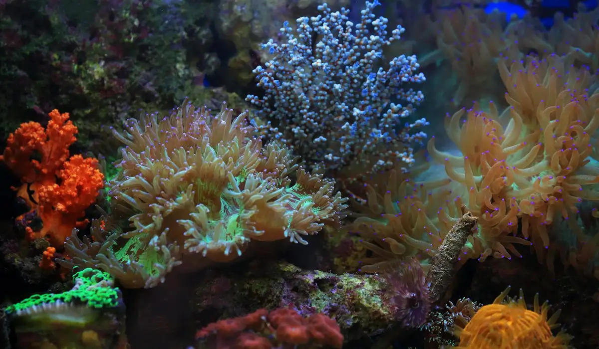 Colorful coral reef inside a saltwater aquarium, illustrating the importance of proper equipment setup.