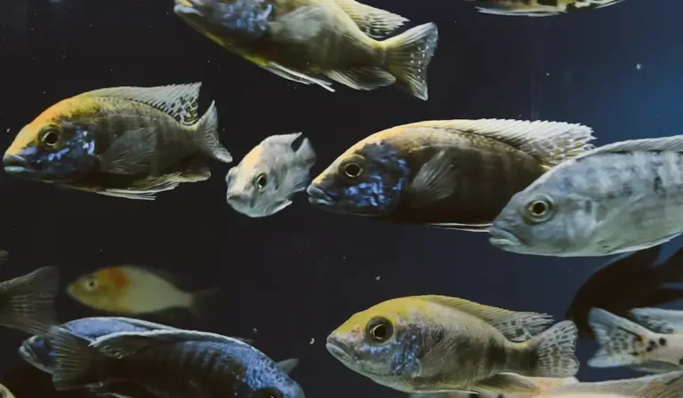 Group of tropical saltwater fish swimming in a dim aquarium, illustrating common beginner misconceptions