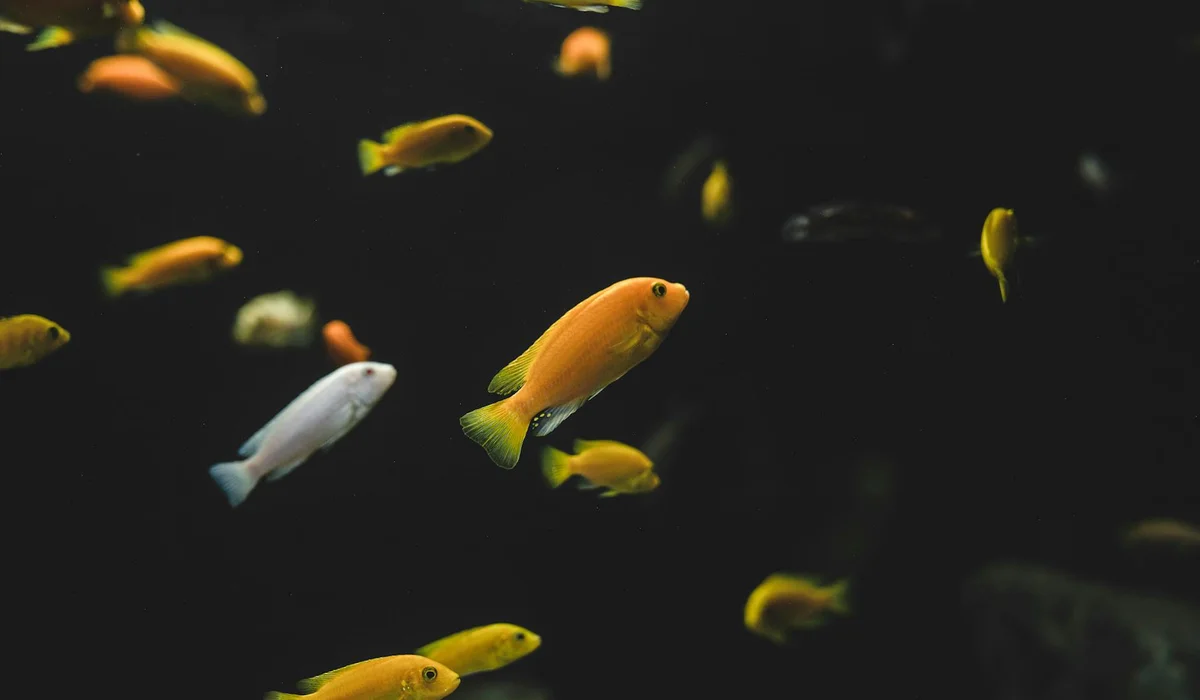 Small orange and yellow tropical fish swimming in a dark aquarium