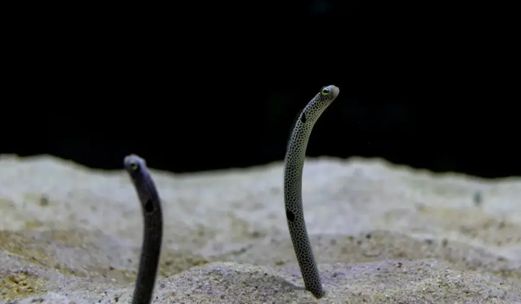 Sand vs. Gravel: The Ultimate Aquarium Substrate Showdown