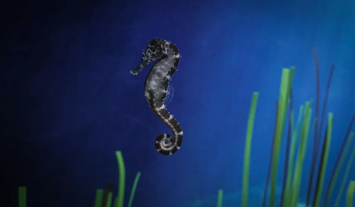 Seahorse swimming near green aquatic plants in a blue-lit saltwater tank