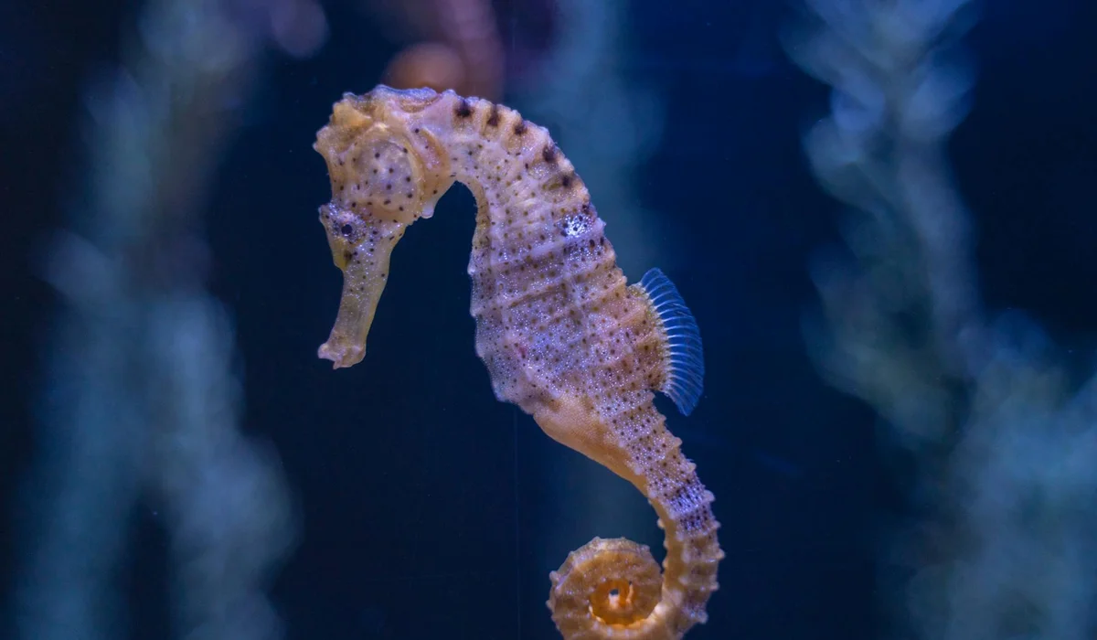 Seahorse drifting vertically in an aquarium with a curled tail and spotted body, blue background.