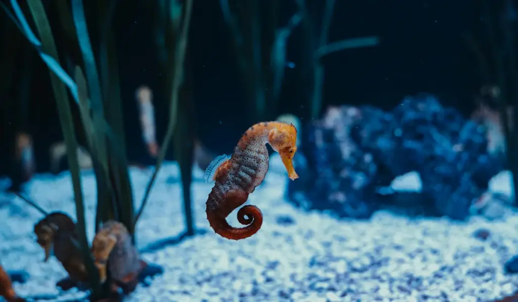 The Essential Guide to Moving Your Fish Tank Safely