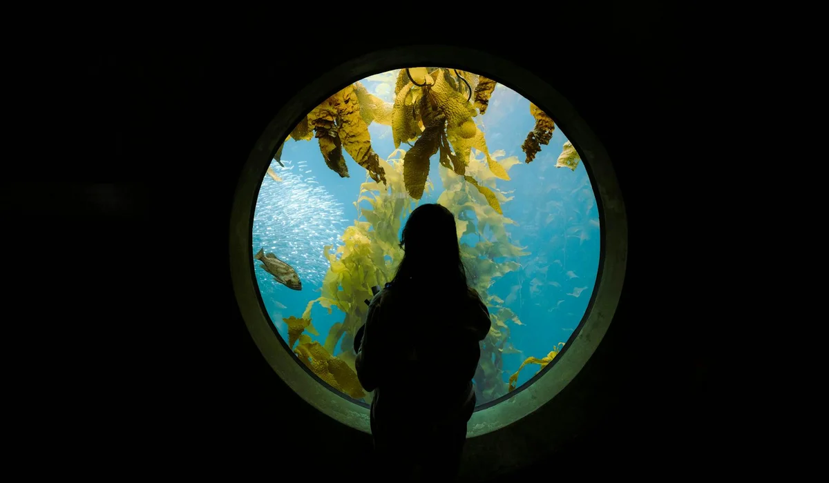 Silhouette of a person looking through a circular porthole into an underwater aquarium with green seaweed.