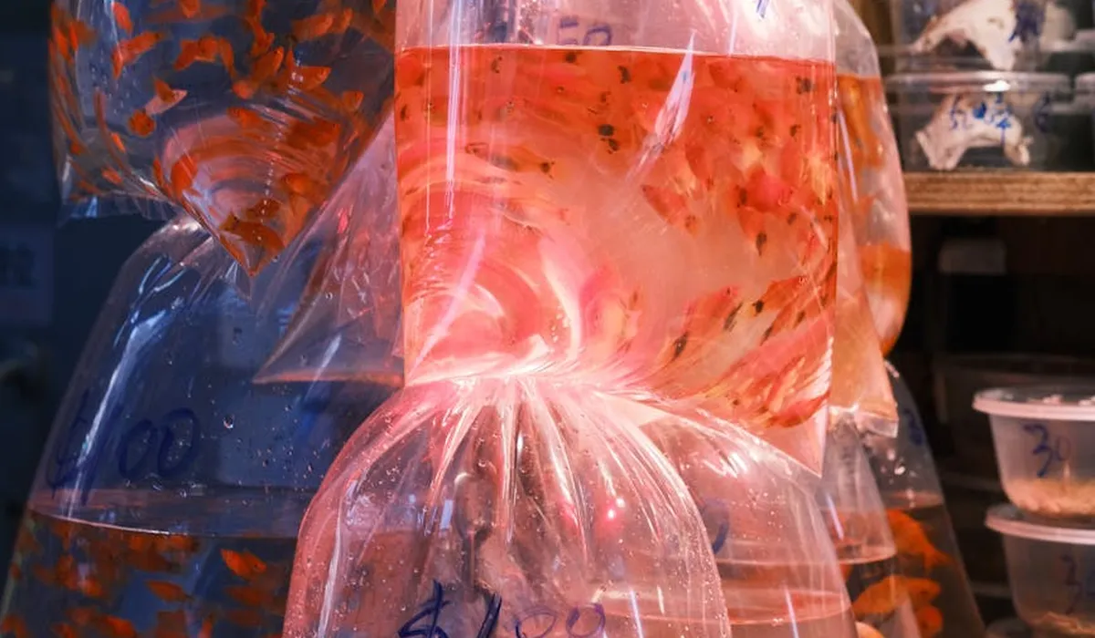 Several clear plastic bags filled with water and goldfish, prepared for transport in a fish shop.