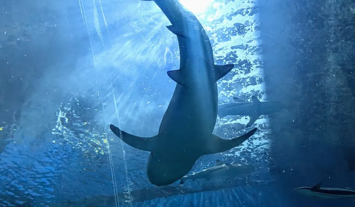 Shark swimming inside a blue aquarium tank, viewed from beneath.