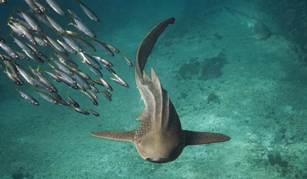 A shark glides through turquoise water beside a school of small, silvery fish.