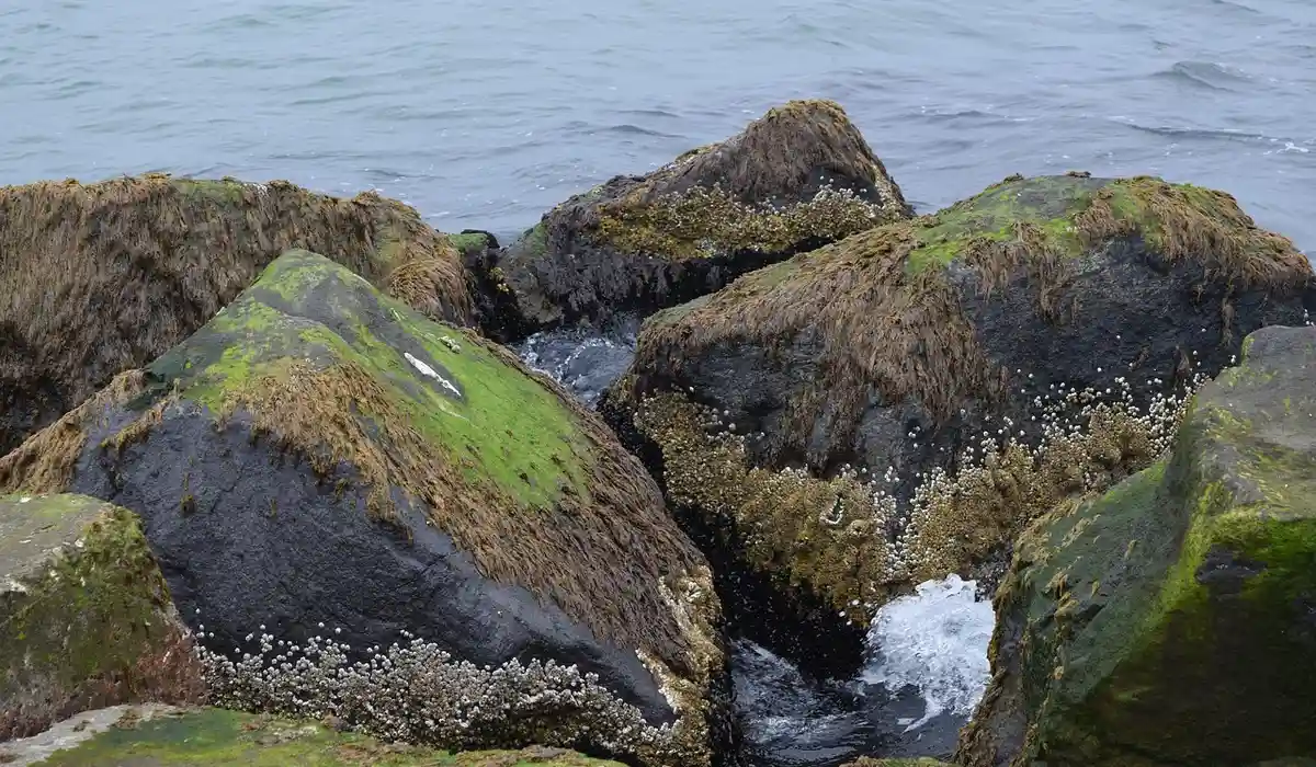 Rocks along a shoreline covered in green algae with water in the background