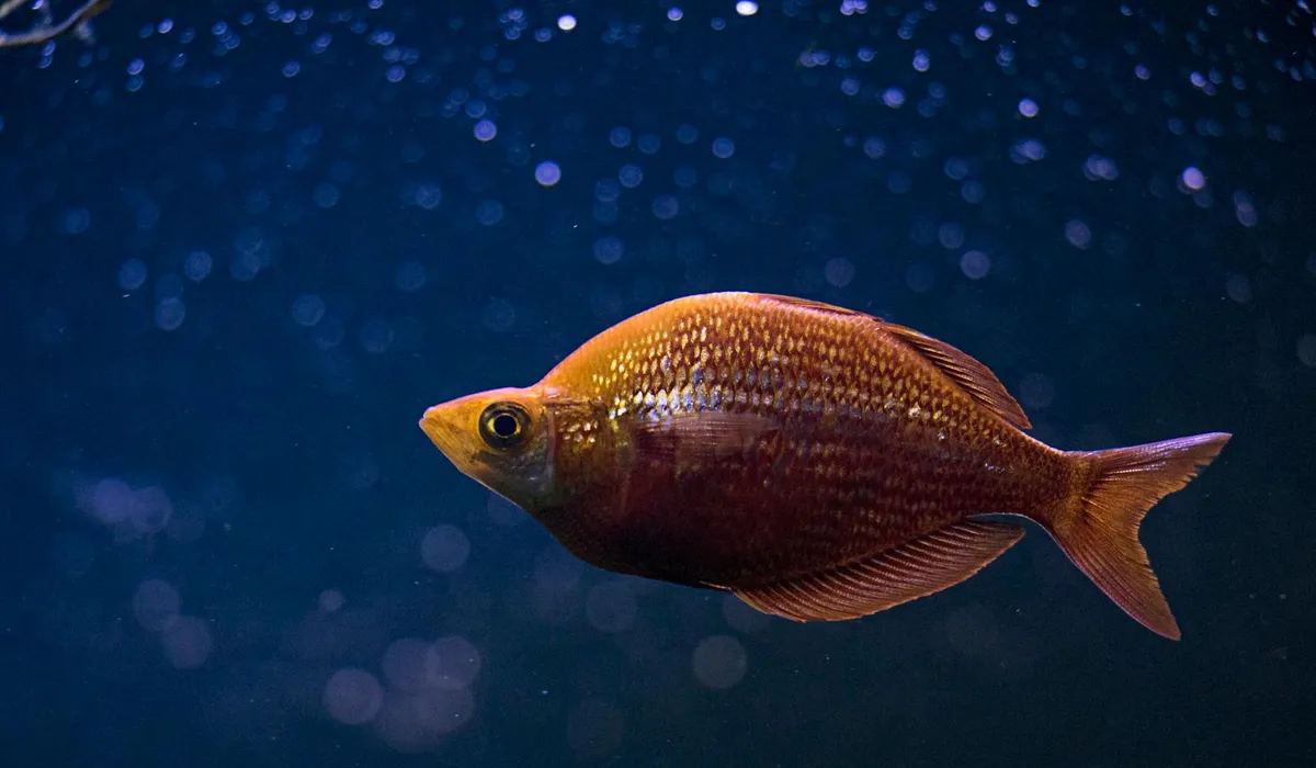 Orange fish swimming in a dark blue aquarium.