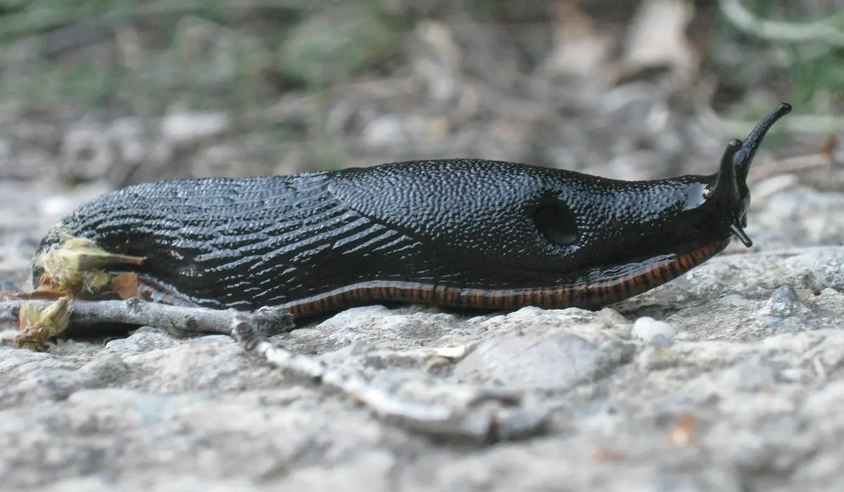 Dark freshwater snail crawling on a rocky surface in an aquarium