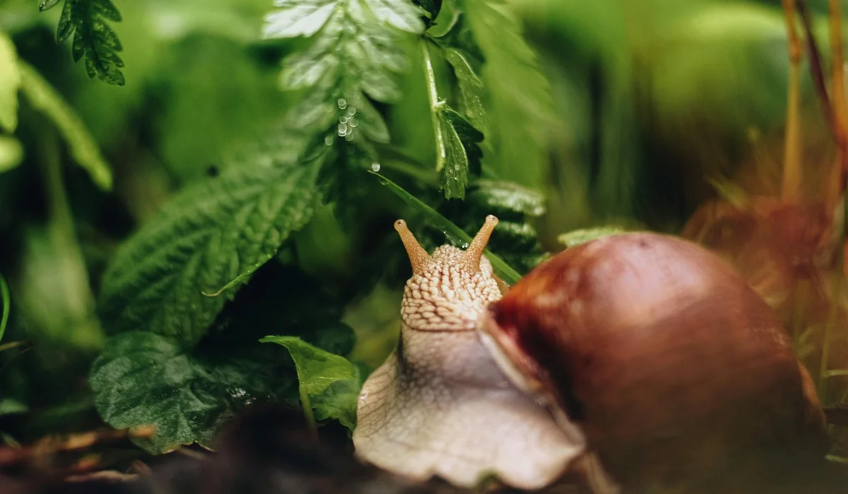 Close-up of a freshwater snail among bright green aquarium plants in a small planted 10-gallon tank.