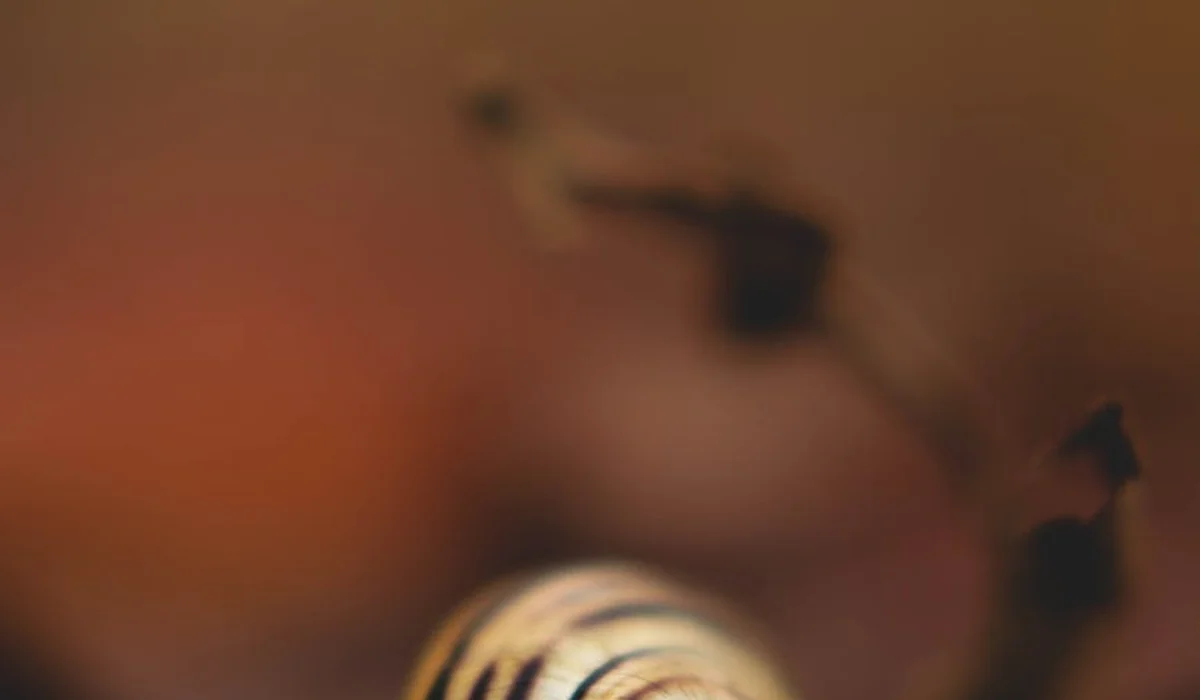 Soft-focused close-up of a striped snail shell in warm brown tones.