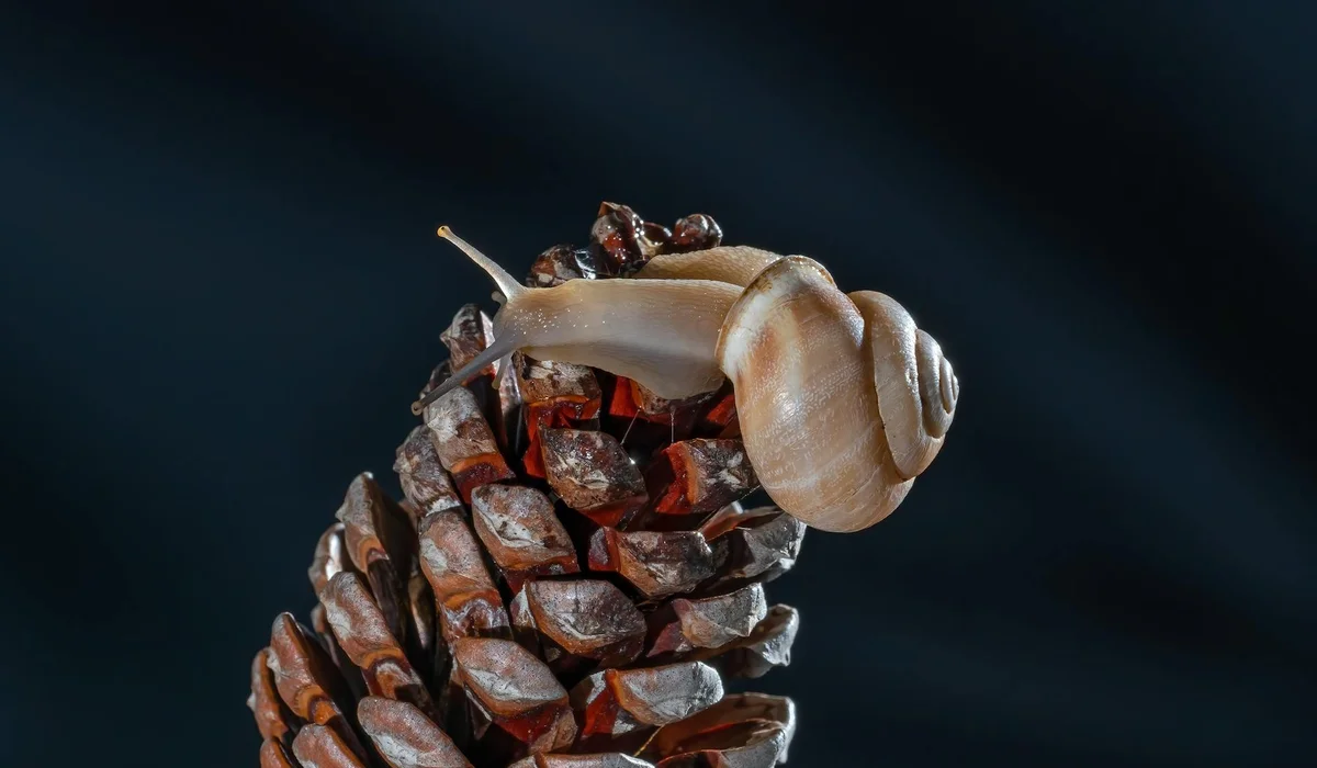 A small freshwater snail clings to a brown pine cone against a dark, blurred background.