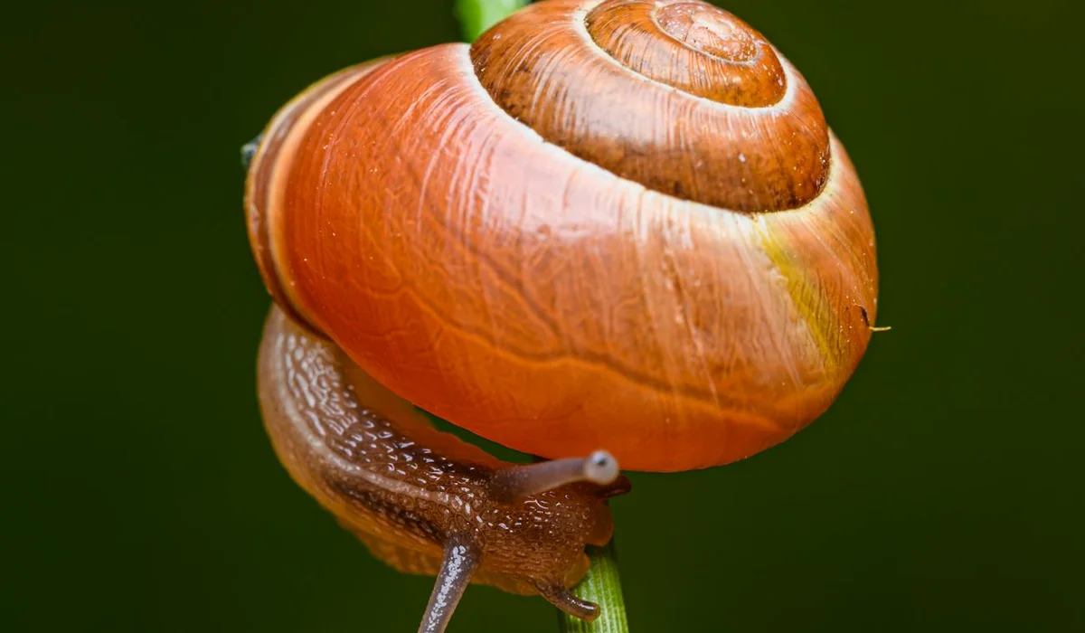 Close-up of an orange-brown freshwater snail clinging to a green stem against a soft green blurred background.
