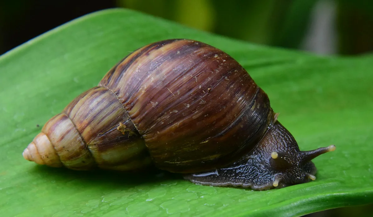 Brown shelled snail crawling on a green leaf