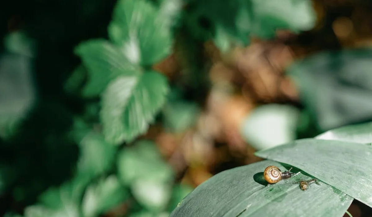 A tiny snail resting on a broad green leaf with blurred garden foliage in the background