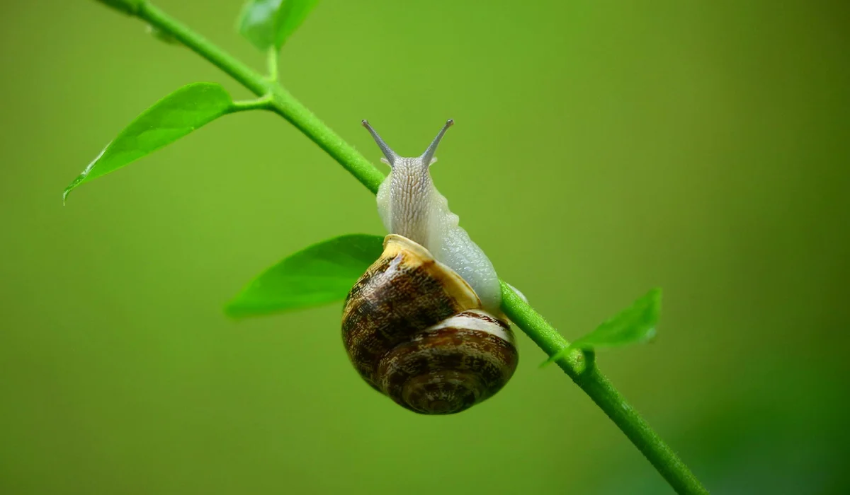 Small snail clinging to a green aquatic stem with a blurred green background