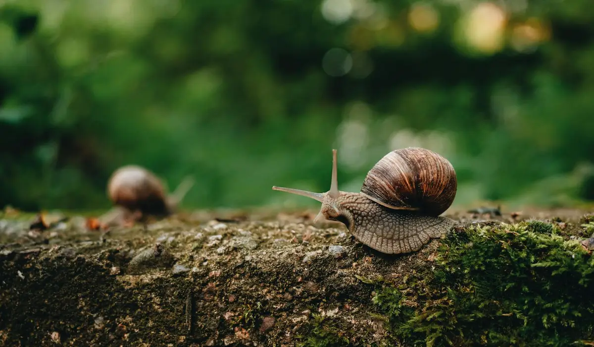 Two garden snails crawling on a moss-covered log with a blurred green background.