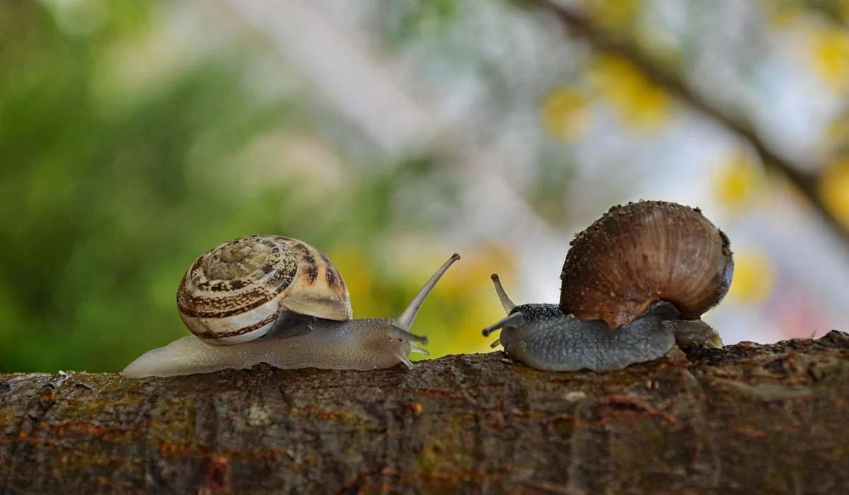 Two snails perched on a branch with a blurred green background