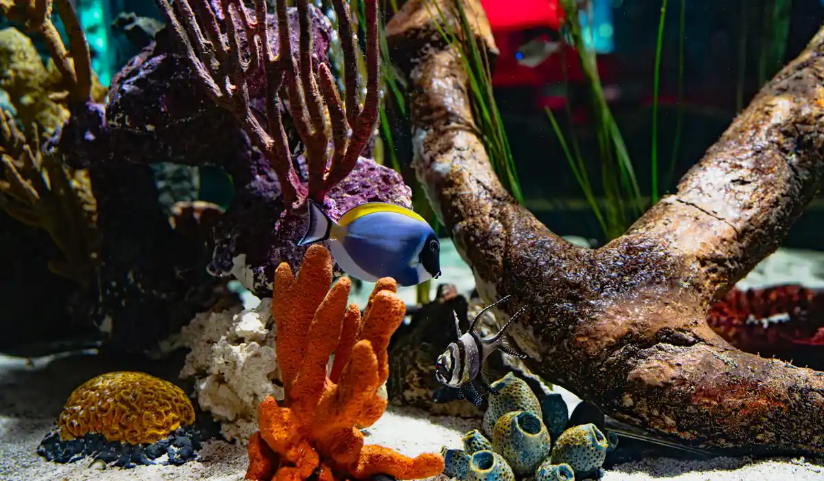 Colorful tropical fish swim among coral, rocks, and aquatic decor in a home aquarium.