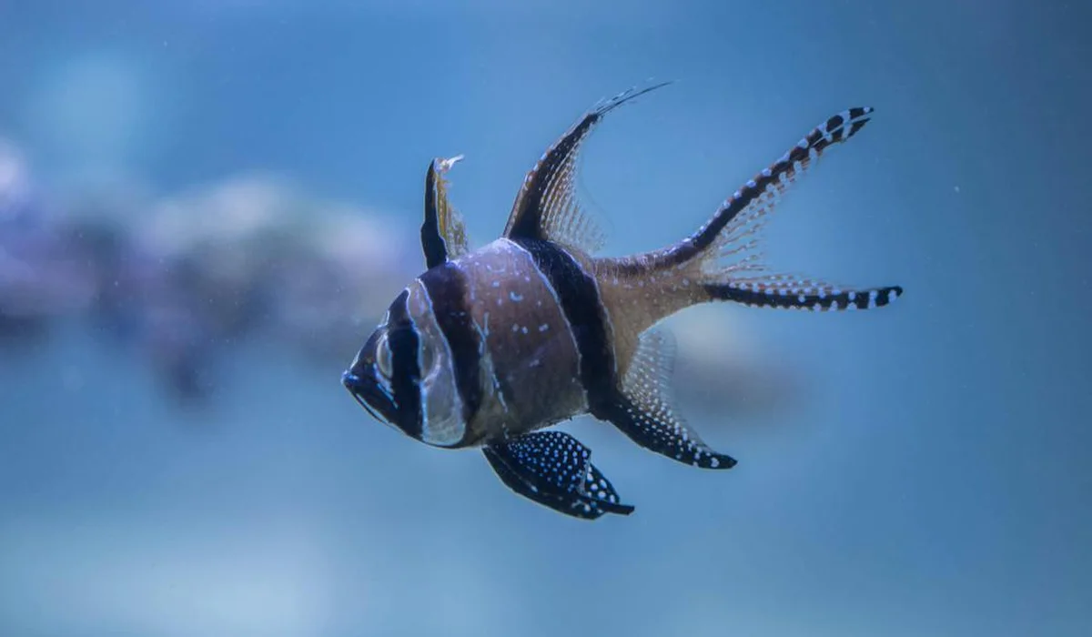 Striped angelfish swimming in a blue aquarium.