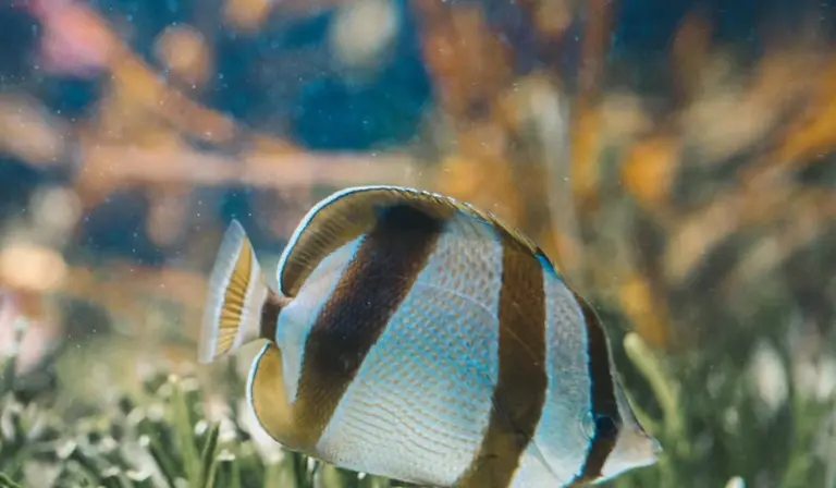 Striped tropical fish swimming among green aquarium plants